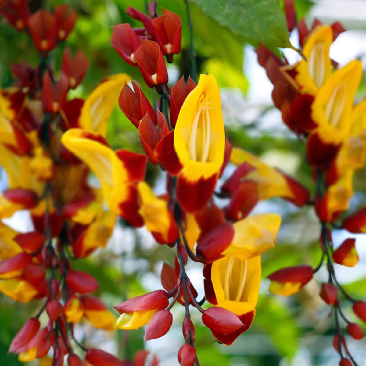 Lady Shoe Yellow Live Plant