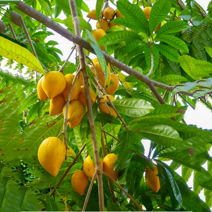 Egg Fruit Plant
