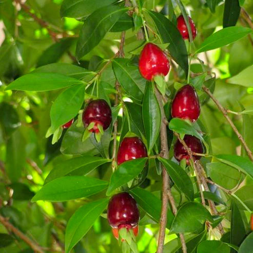 Cherry of Rio Grande Fruit Plant