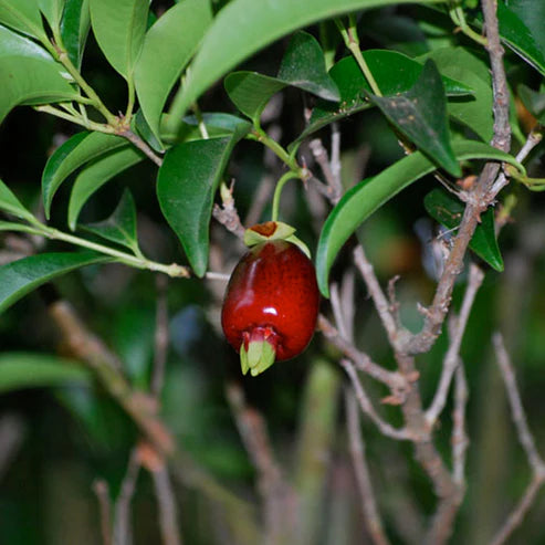 Cherry of Rio Grande Fruit Plant