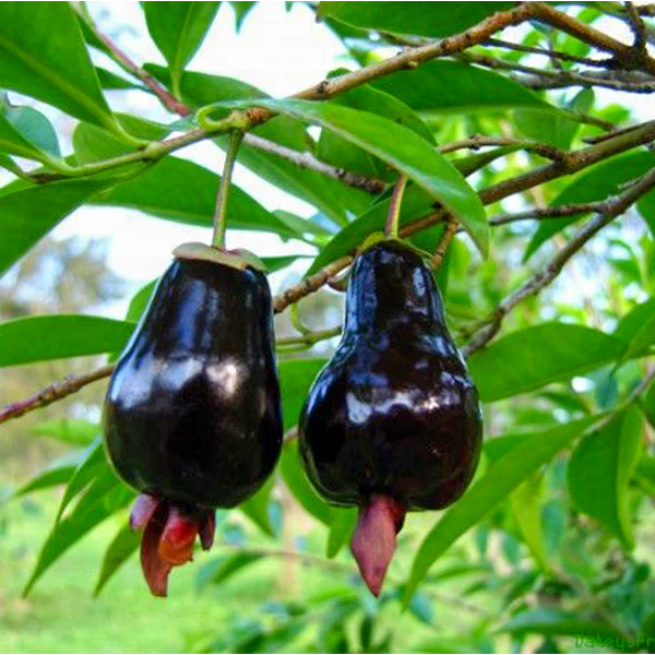 Cherry of Rio Grande Fruit Plant