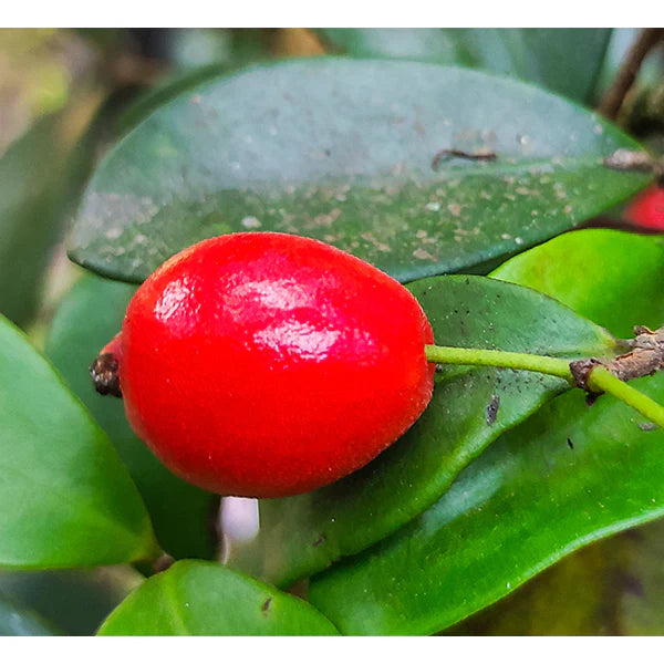 Cedar Bay Cherry Live Fruit Plant