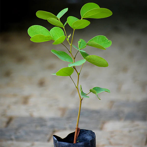 Kor Koh Fruit Plant