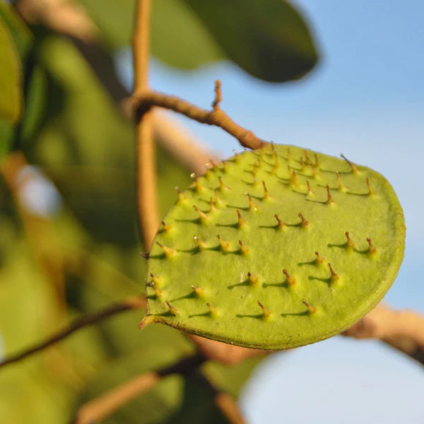 Kor Koh Fruit Plant