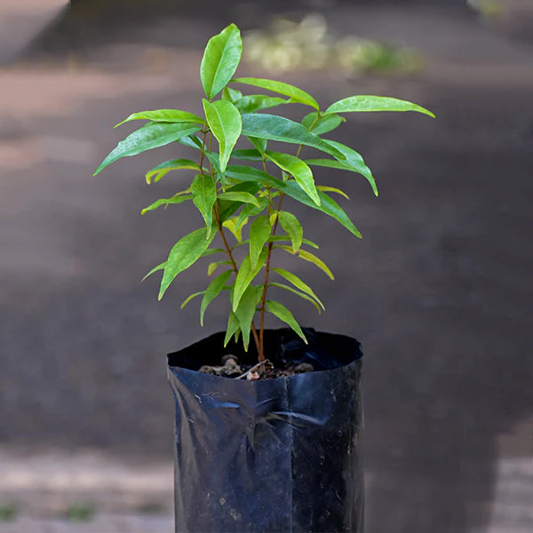 Rainforest Plum Plant