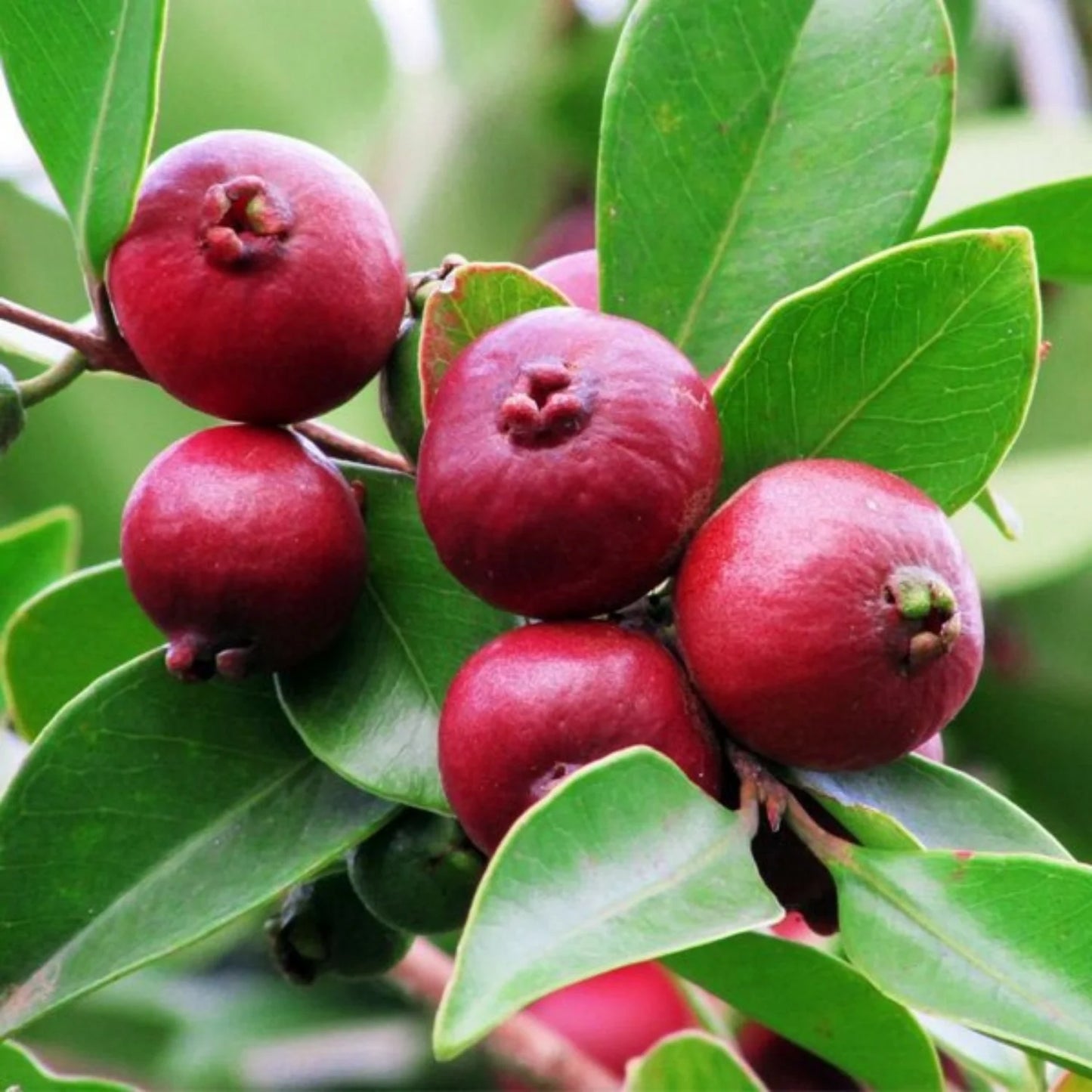 Red Strawberry Guava Live Fruit Plant