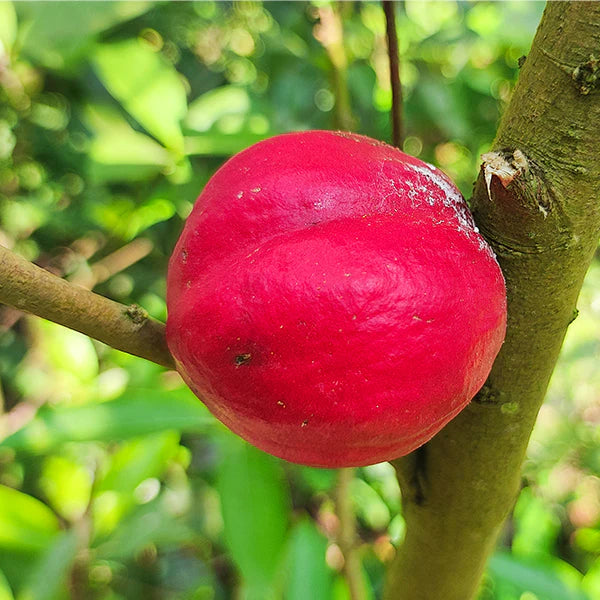 Mahkota Dewa Fruit Plant