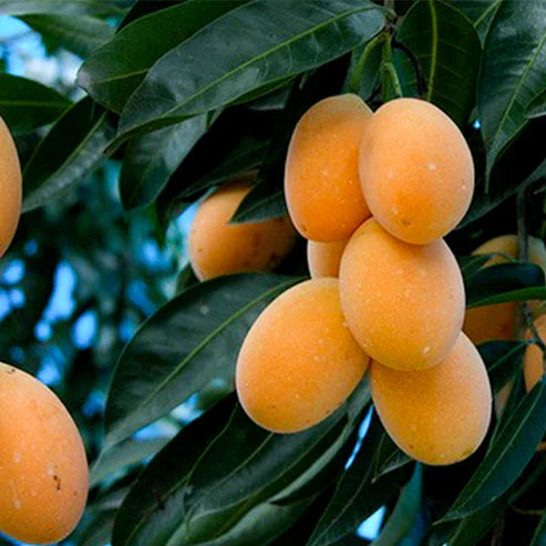 Maparang Fruit Plant