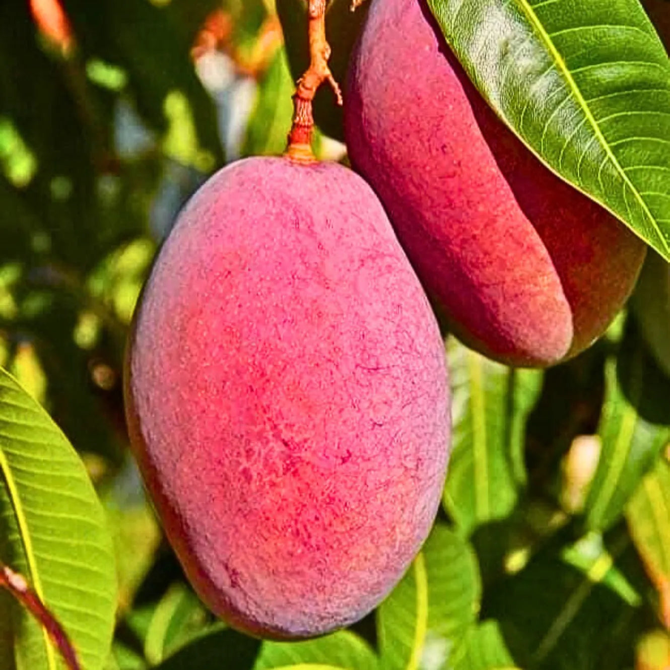 Miyazaki Mango Live Fruit Plant