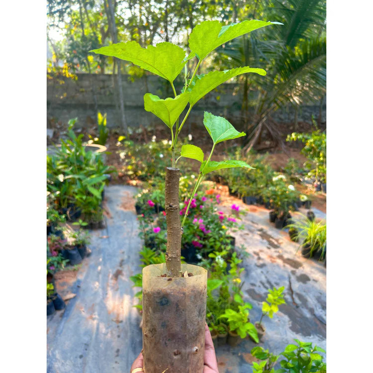 Chicken Claw Mulberry Live Fruit Plant