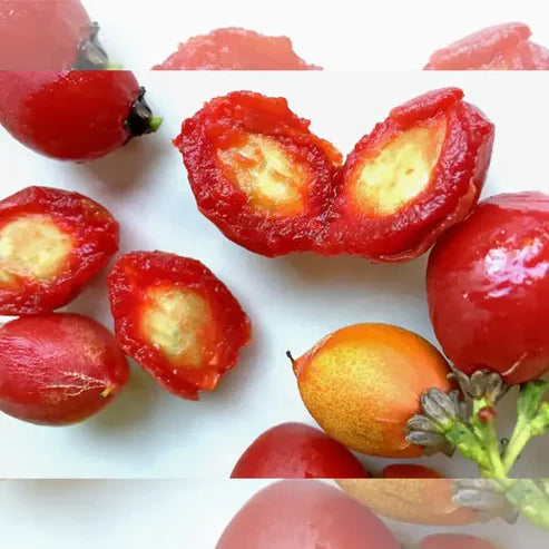Peanut Butter Fruit Plant