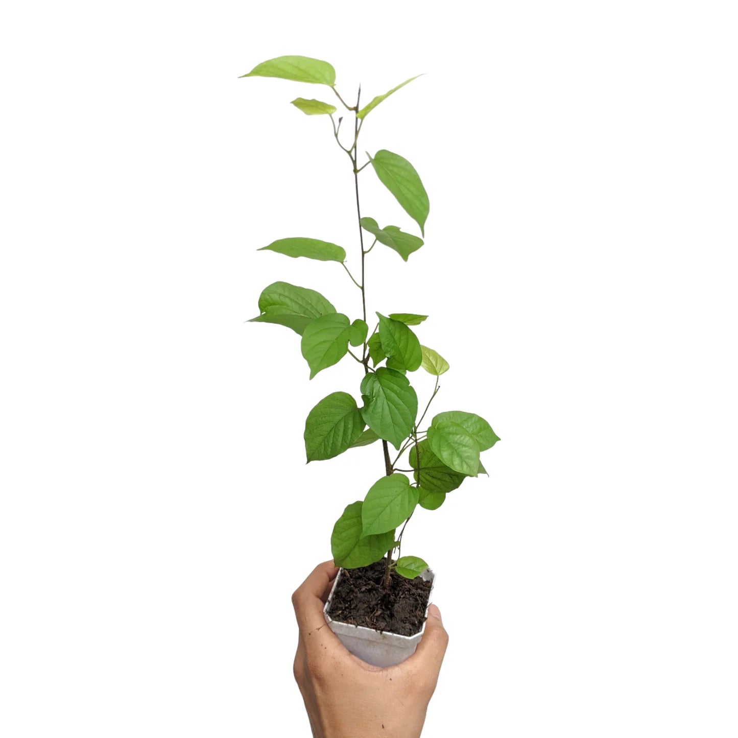 Manimulla Live Plant