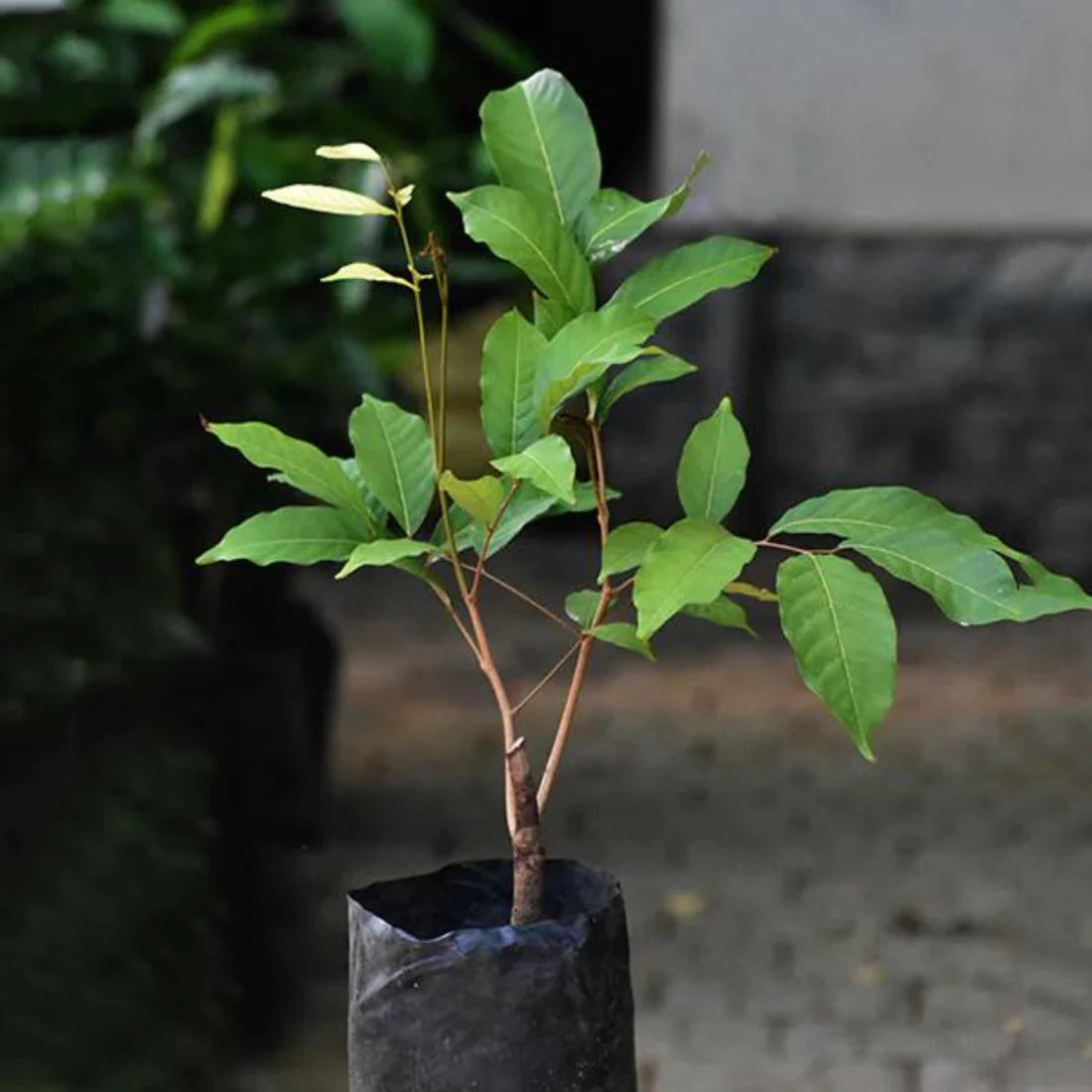 Rambutan Caesar Live Fruit Plant