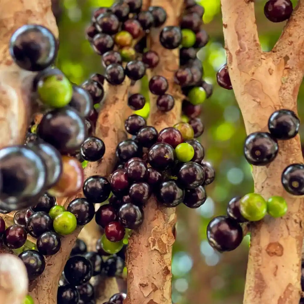 Jaboticapa Red Hybrid Fruit Plant (Plinia Cauliflora X Plinia Aureana)