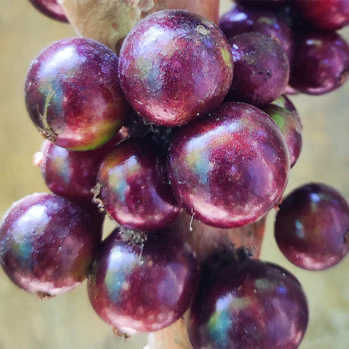 Jaboticapa Red Hybrid Fruit Plant (Plinia Cauliflora X Plinia Aureana)