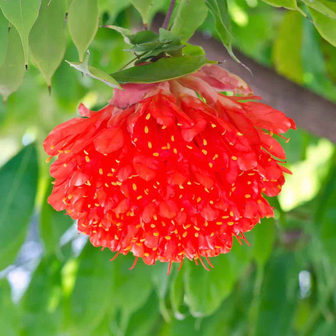 Rose of Venezuela Live plant