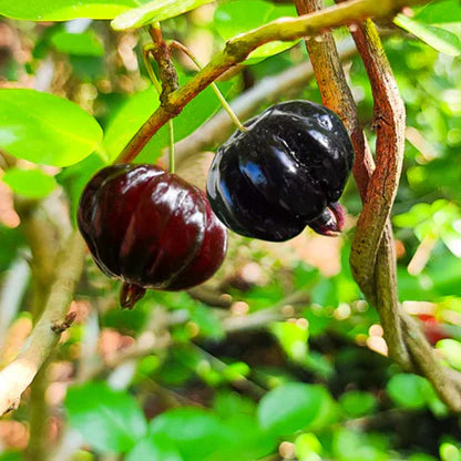 Zill's Surinam Cherry Fruit Plant
