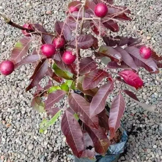 Ruby Longan Fruit Plant