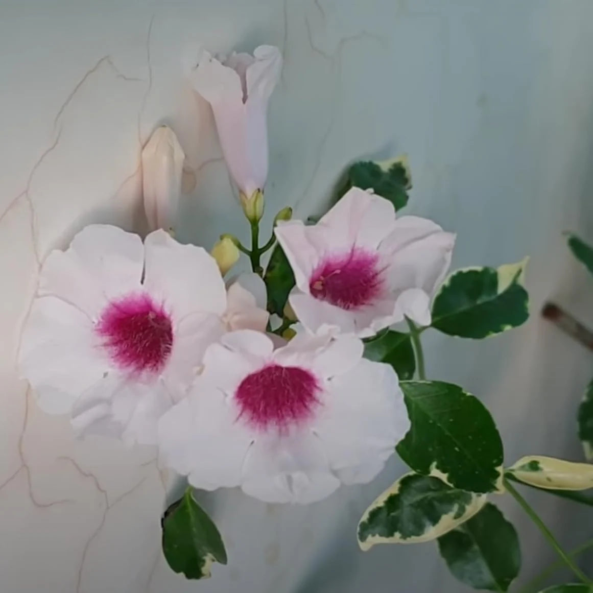 Tecoma Variegated Live Plant