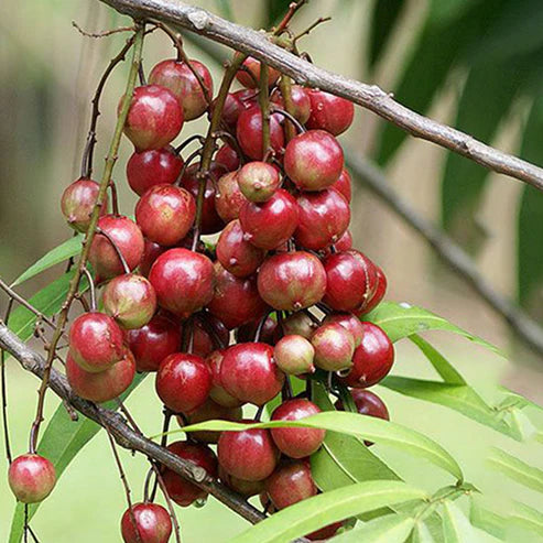 Terengganu Cherry Fruit Plant
