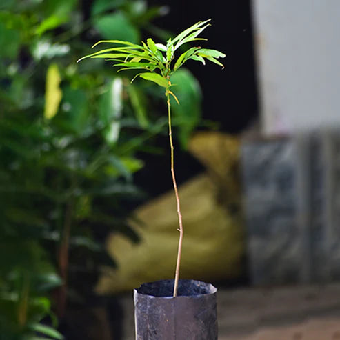 Terengganu Cherry Fruit Plant