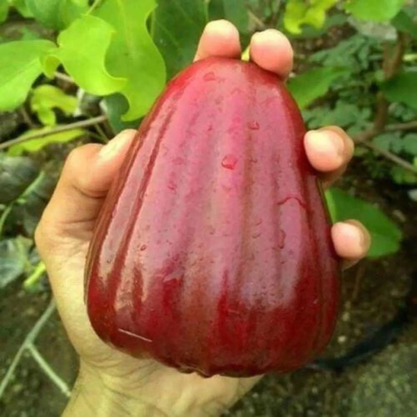 Dalhari Chamba Live Fruit Plant