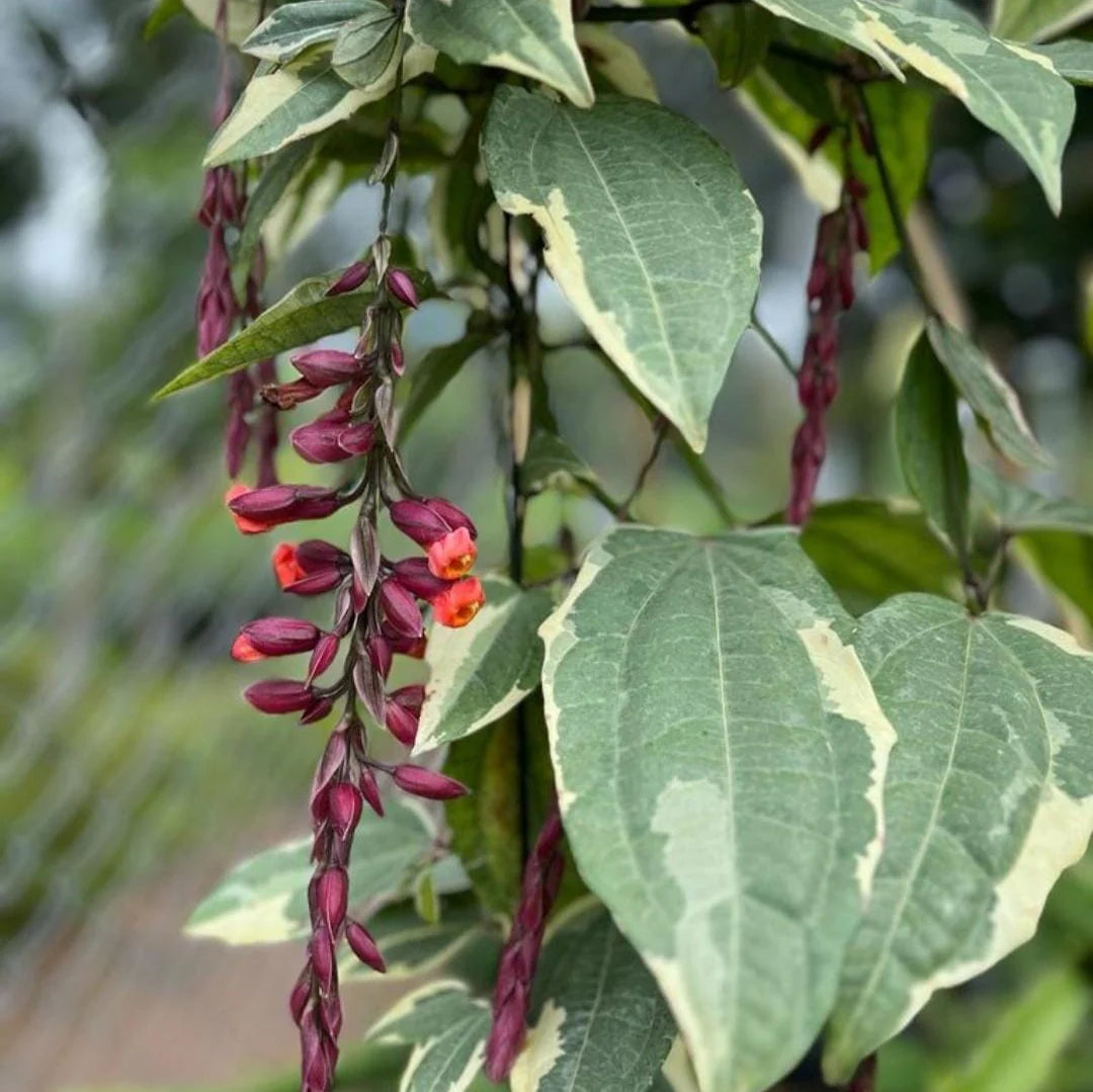 Variegated Thunbergia Live Plant
