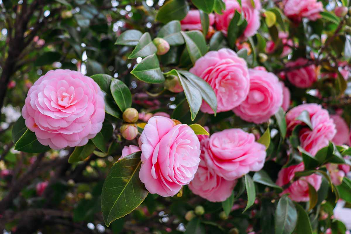 Camellia Live Plant