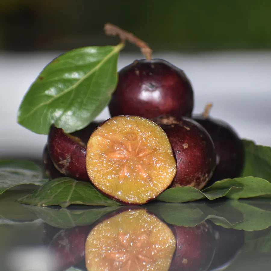 Manila Cherry Fruit Plant