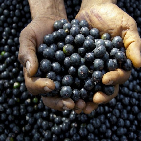 Acai Berry Live Fruit Plant