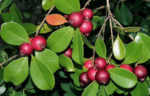 Red Strawberry Guava Live Fruit Plant