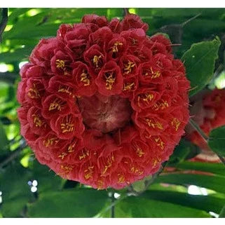 Rose of Venezuela Live plant
