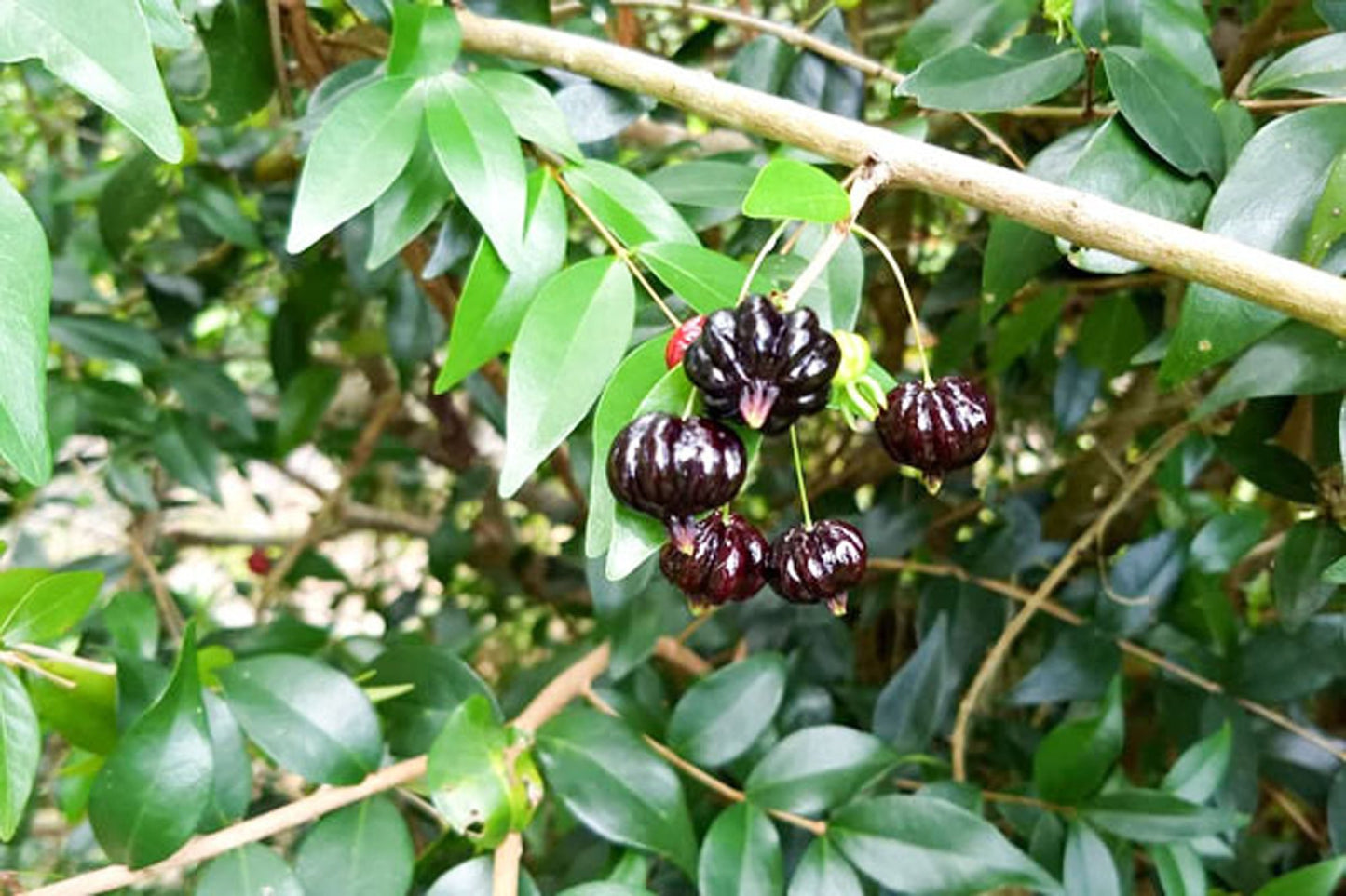 Zill's Surinam Cherry Fruit Plant