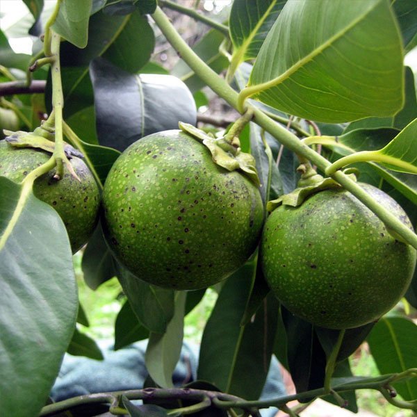 Black Sapote Fruit Plant