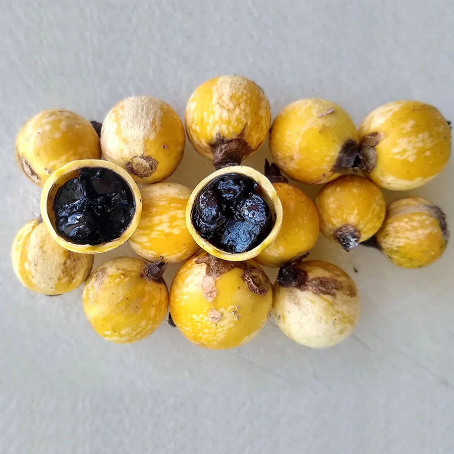 Black Berry Jam Fruit Plant
