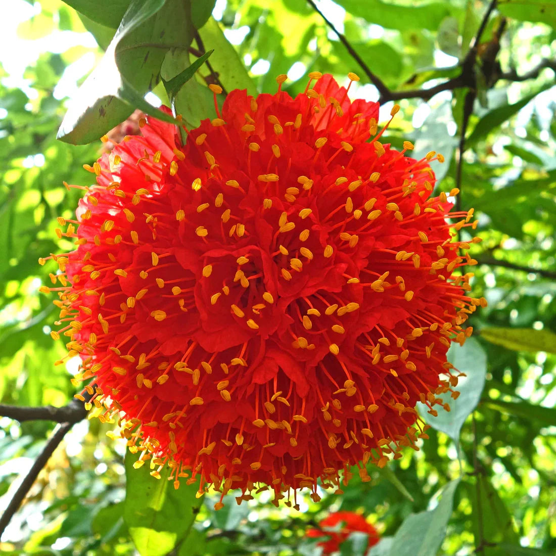 Rose of Venezuela Live plant