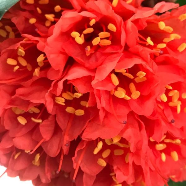Rose of Venezuela Live plant