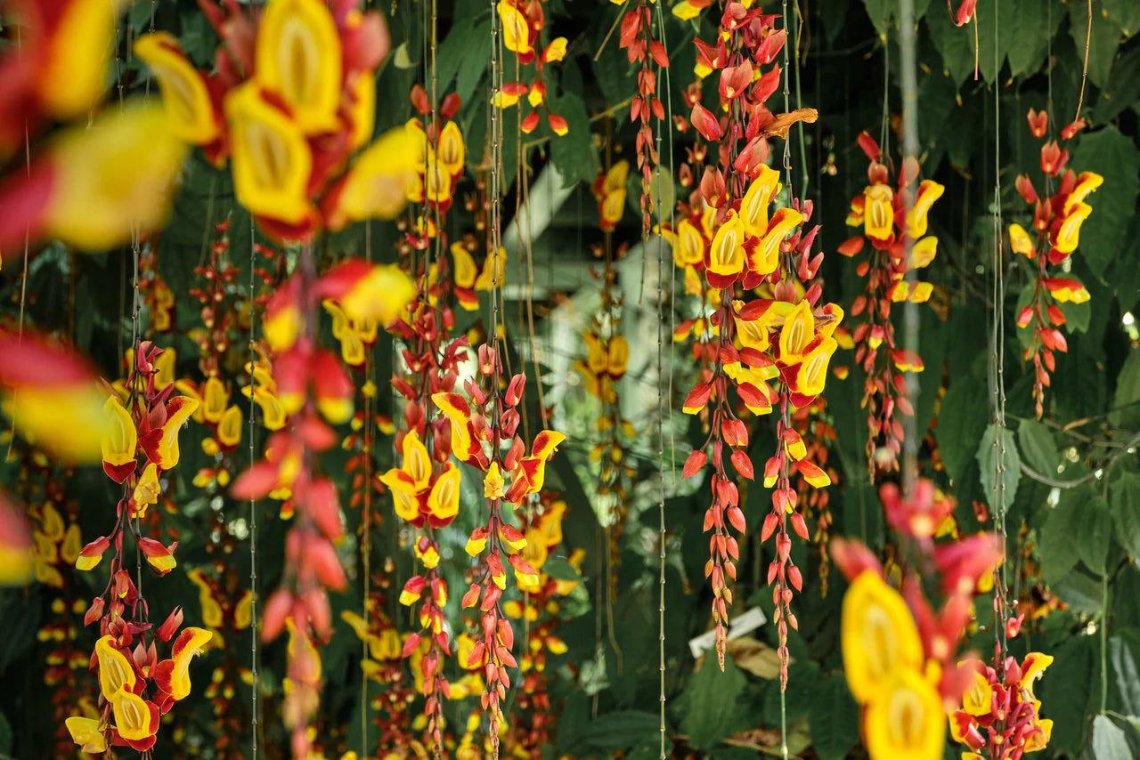 Lady Shoe Yellow Live Plant