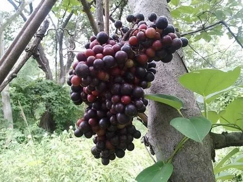 Cambodian Wild Grape Plant