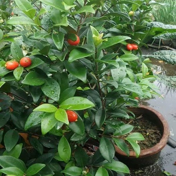 Cedar Bay Cherry Live Fruit Plant