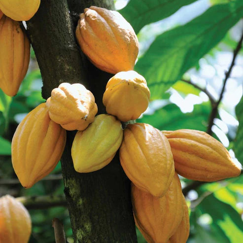 Cocoa Fruit Plant