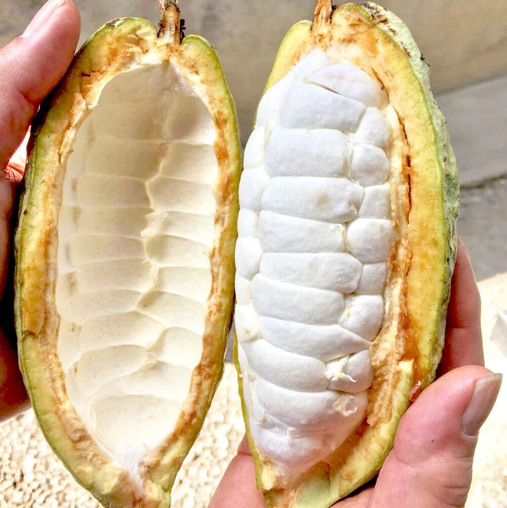 Cocoa Fruit Plant
