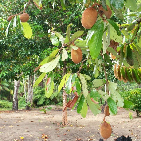 Cupassu Fruit Plant