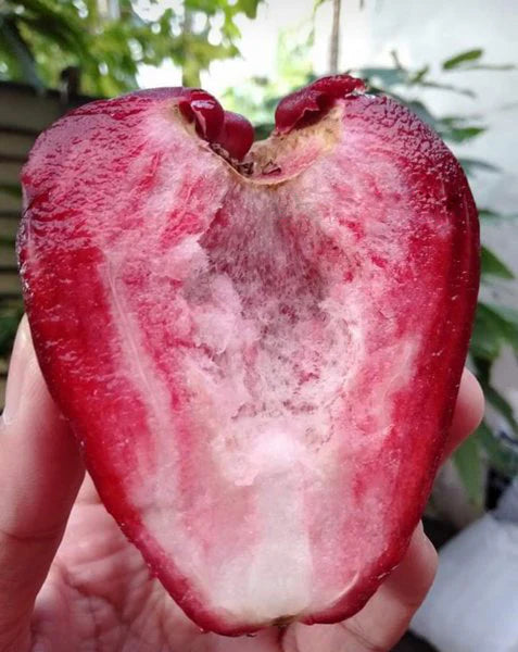 Dalhari Chamba Live Fruit Plant