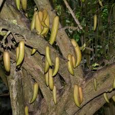 Trumpet Tree Exotic Fruit Plant