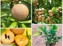 Thai King Sapota Fruit Plant