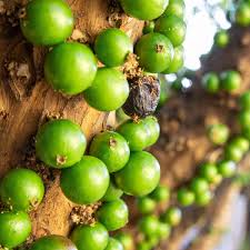 Jaboticaba Crystal Green Fruit Plant