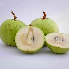 Green Star Apple Fruit Plant
