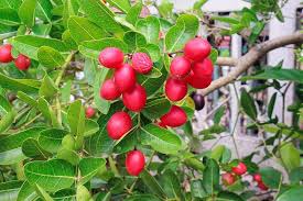 Miracle Fruit Plant
