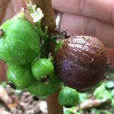 Giant Red Crystal Jaboticaba Fruit Plant